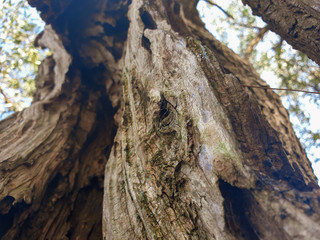 Fototapeta na wymiar closeup of trunk of a very old olive tree