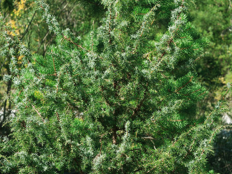 (Juniperus communis) Le Genévrier commun ou Genièvre aux aiguilles piquantes en forêt subalpine d'Autriche