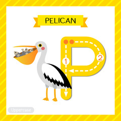 Letter P uppercase tracing. Pelican bird with fish in mouth