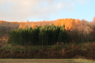 秋の日本国北海道の田舎の畑