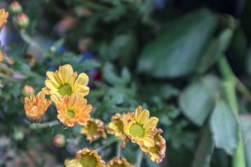 flower in the garden