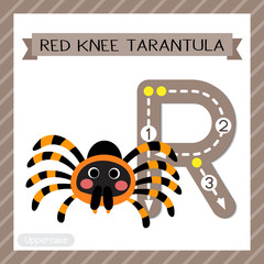 Letter R uppercase tracing. Red Knee Tarantula