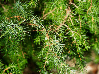 Le Genévrier commun (Juniperus communis) ou poivre du pauvre aux feuilles en aiguilles piquantes et petites baies de fin d'été
