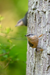 Eurasian nuthatch (Sitta europaea) sitting on a tree trunk in the nature protection area Moenchbruch near Frankfurt, Germany.