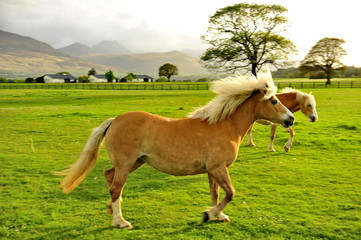 Horses graze on the lawn in Ireland.