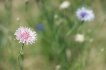 淡いピンクのヤグルマギク