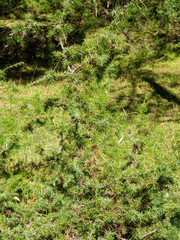 Obraz premium (Juniperus communis) Genévrier commun en forêt des Alpes autrichienne