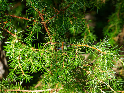 Le Genévrier commun (Juniperus communis) ou poivre du pauvre aux feuilles en aiguilles piquantes et petites baies de fin d'été
