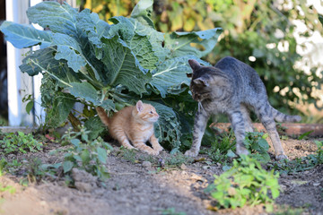 small cats playful together on the grass