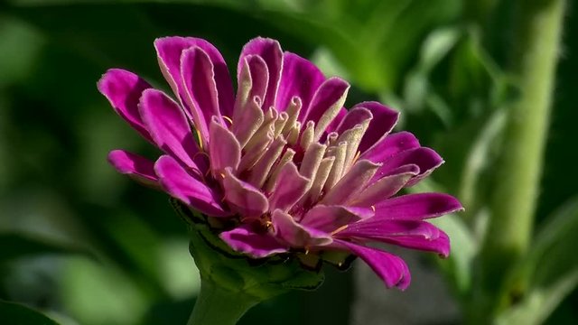 Lila Zinnienbl&uuml;te bewegt sich im Wind (Kamerazoomfahrt)