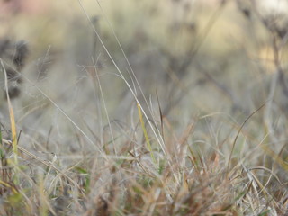 Fototapeta premium Plants on autumn season with beautiful bokeh background