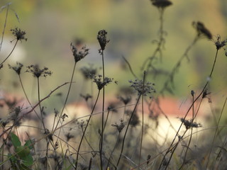 Obraz premium Plants on autumn season with beautiful bokeh background