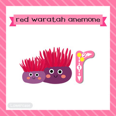Letter R lowercase tracing. Red Waratah Anemone