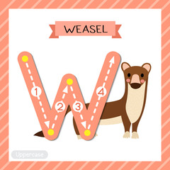 Letter W uppercase tracing. Weasel