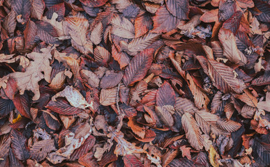carpet of autumn leaves