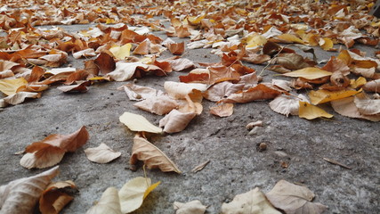 Background of colorful leaves. Autumn Leaves On The Ground