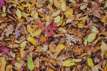 carpet of autumn leaves