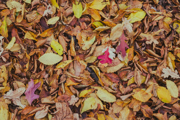 carpet of autumn leaves
