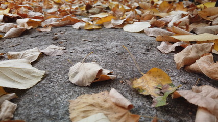 Background of colorful leaves. Autumn Leaves On The Ground