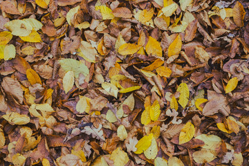 carpet of autumn leaves