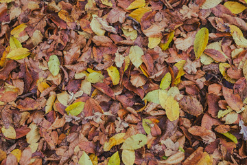 carpet of autumn leaves