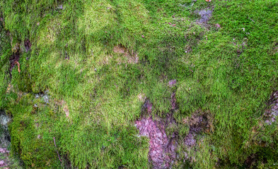 moss on the bark of the tree