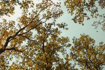 fall oak branches on the blue sky