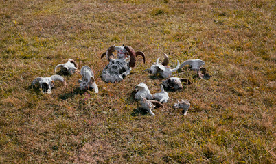 european ram skulls in grass