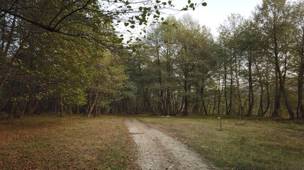 road in forest
