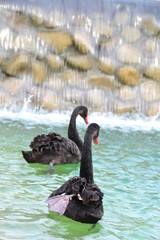 Obraz premium Cygnus, swan, black, bird, water