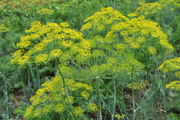 In the garden grows dill