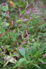 Creeping smartweed is a roadside weed that produces long ears in the fall and densered red-purple flowers.