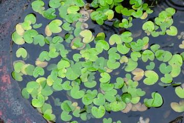 green leaf clover