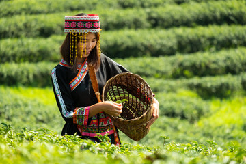 Asian tribe woman picking green tea leaves with hmong traditional black costume with basket