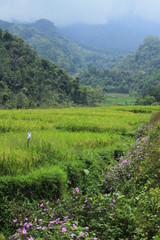 Fototapeta na wymiar green rice field of flowers
