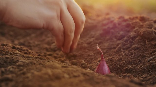 Planting seeding onions in organic vegetable garden, close-up of woman's hand planting red onions in the ground