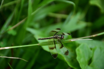dragonfly on leaf