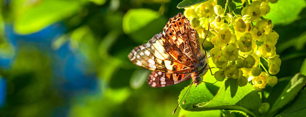 Macroshot of a butterfly sitting on a flower in sunny day. Natural blurred background. Landscape,...