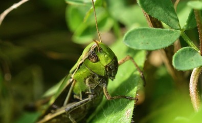 Meadow grasshopper macro of head hidden in the grass