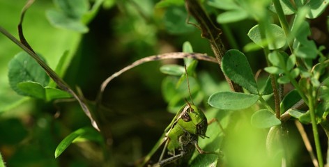 The meadow grasshopper crawling on green leaf macro photo