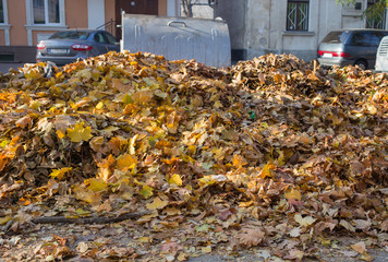 Obraz premium Pile of dry leaves in the street.