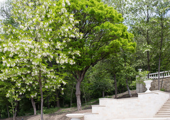 Naklejka premium Blooming white acacia.