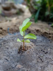young plant in soil