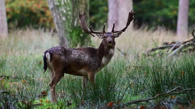 Fallow buck standing in the forest, mating time, autumn, (dama dama), germany 