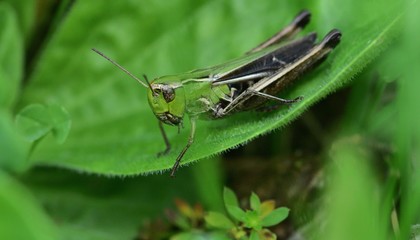 Camouflage of green meadow grasshoppers in the grass