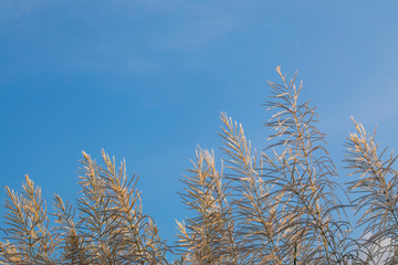 Obraz premium White pampas grass contrast on blue sky background