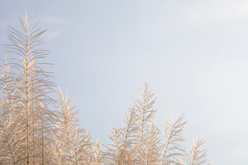 White pampas grass on white sky background