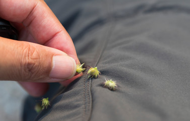 Removing seeds stuck from clothes