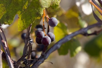 Hybrid of vitis labrusca and vinifera.