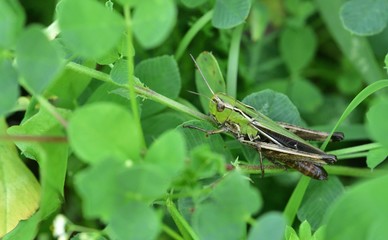 Camouflage of green meadow grasshoppers in the grass